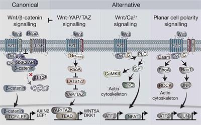 Wnt Signaling Is a Major Determinant of Neuroblastoma Cell Lineages